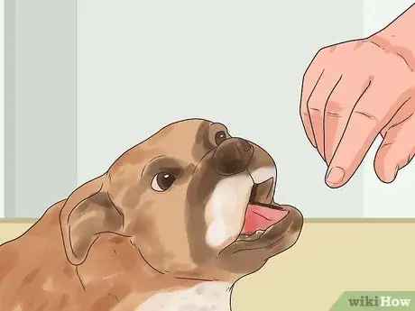 Image titled Stop a Boxer Dog from Biting Step 1