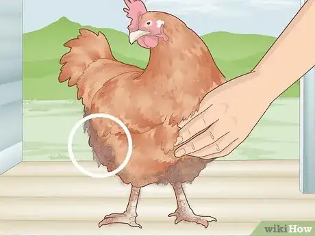 Image titled Bathe a Chicken Step 1