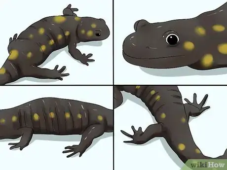 Image titled Catch a Salamander Step 7