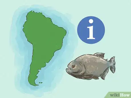 Image titled Safely Swim with Piranhas Step 1