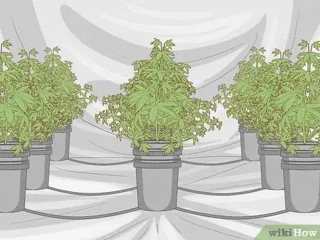 Image titled Grow Medical Marijuana Step 24