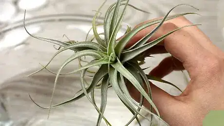 Image titled Make an Air Plant Terrarium Step 15