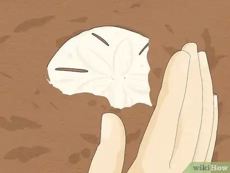 Image titled Clean Sand Dollars Step 4