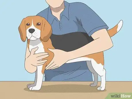 Image titled Prepare Your Dog for the Vet Step 4