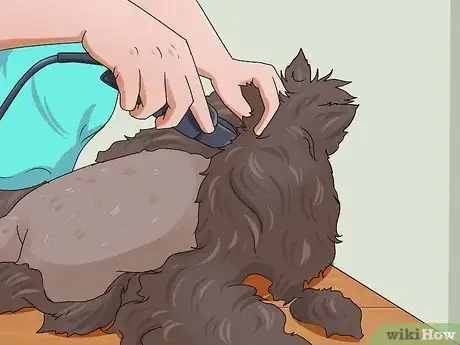 Image titled Shave a Cat Step 10