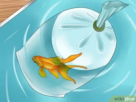 Image titled Look After Tropical Fish Step 11