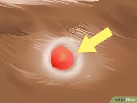 Image titled Diagnose and Treat Blood Blisters in Cats Step 2