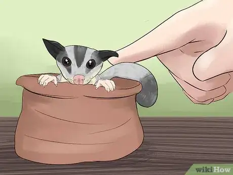 Image titled Care for a Sugar Glider Step 1