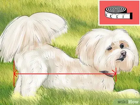 Image titled Identify a Show Worthy Maltese Step 1