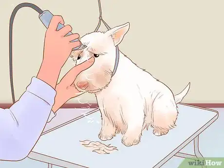 Image titled Groom a Scottish Terrier Step 12