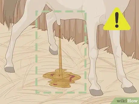 Image titled Know if Your Horse Is Sick Step 5