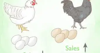 Start a Chicken Farm