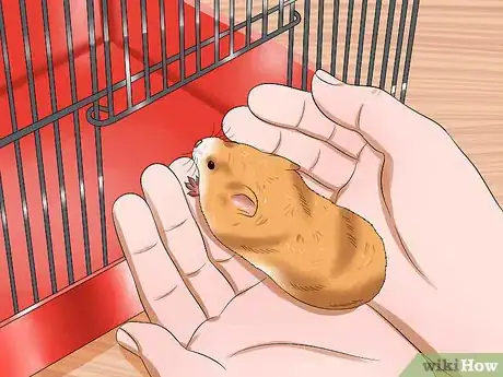 Image titled Hold Your Syrian Hamster Step 8