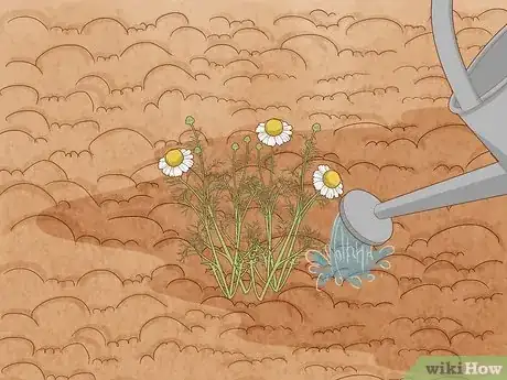 Image titled Grow Chamomile Step 19