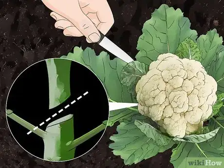 Image titled Harvest Cauliflower Step 4