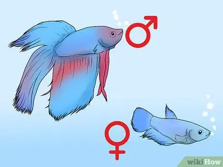 Image titled Determine the Sex of a Betta Fish Step 2