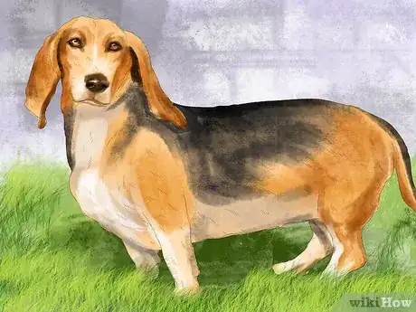 Image titled Identify a Basset Hound Step 6