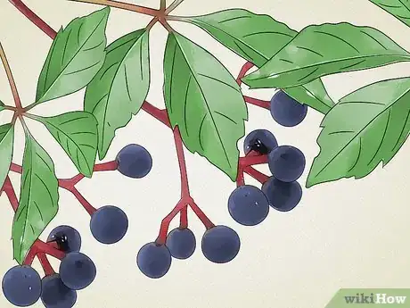 Image titled Identify Common Poisonous Berries in North America Step 9