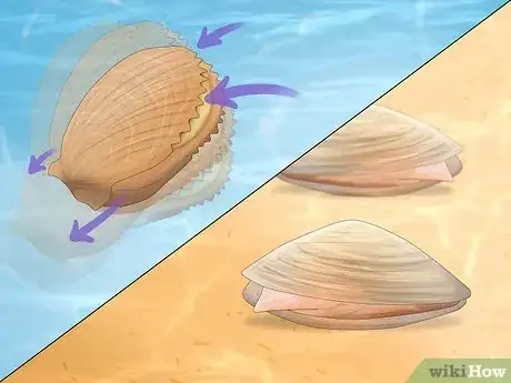 Image titled Clam vs Scallop Step 7