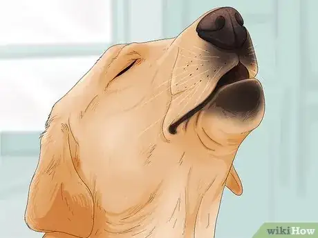 Image titled Tell if a Dog Is in Pain Step 1