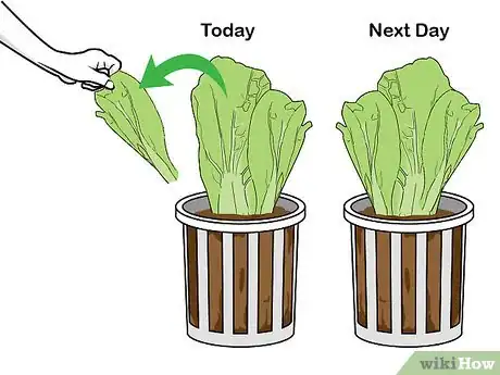 Image titled Grow Hydroponic Lettuce Step 15