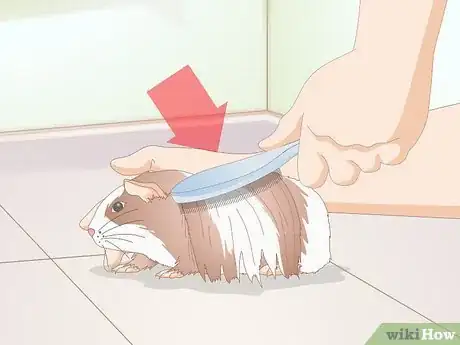 Image titled Groom a Guinea Pig Step 1