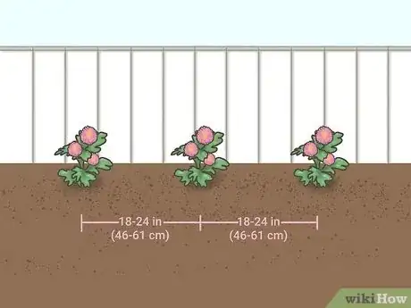 Image titled Grow Chrysanthemums Step 17