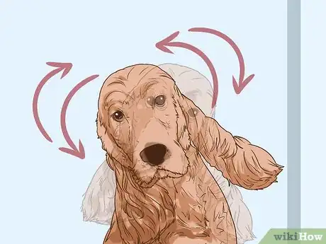 Image titled Clean a Cocker Spaniel's Ears Step 6