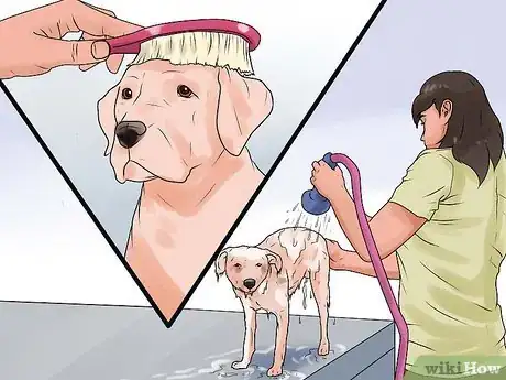 Image titled Rid Your Pet of Fleas Step 5