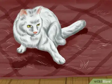 Image titled Know if Your Cat Is Shedding More than Normal Step 1