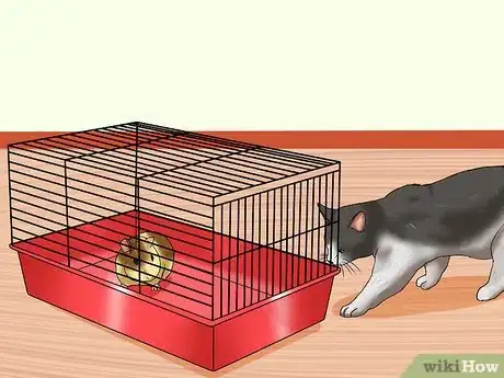 Image titled Keep Guinea Pigs when You Have Cats Step 1