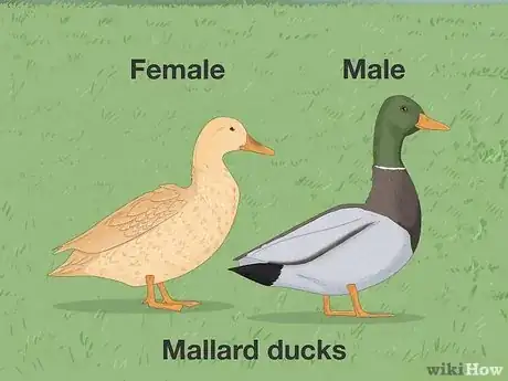 Image titled Tell the Difference Between Male and Female Ducks Step 1