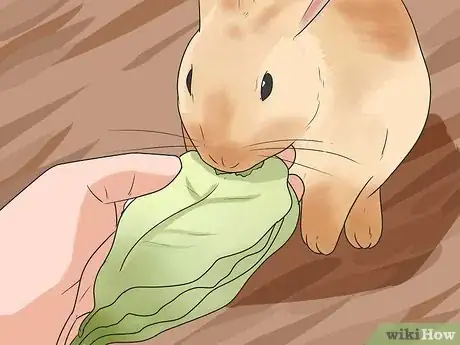 Image titled Feed Your Rabbit the Right Greens Step 2