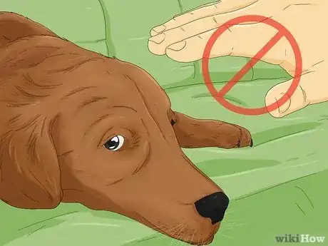 Image titled Tell if a Dog Is in Pain Step 2