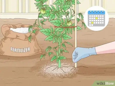 Image titled Grow Big Tomatoes Step 18