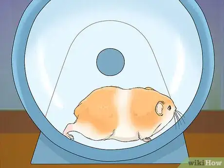 Image titled Deal With Diabetes in Hamsters Step 5