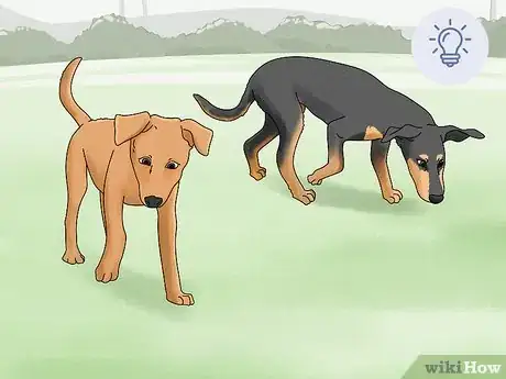 Image titled Identify a Potcake Dog Step 5