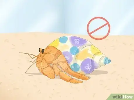 Image titled Buy a Pet Hermit Crab Step 6