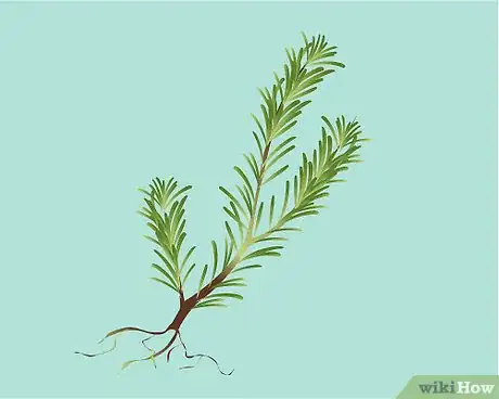 Image titled Identify Rosemary Step 10