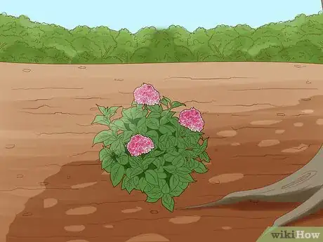 Image titled Get Hydrangeas to Bloom Step 3