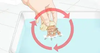 Give Your Hermit Crab a Bath