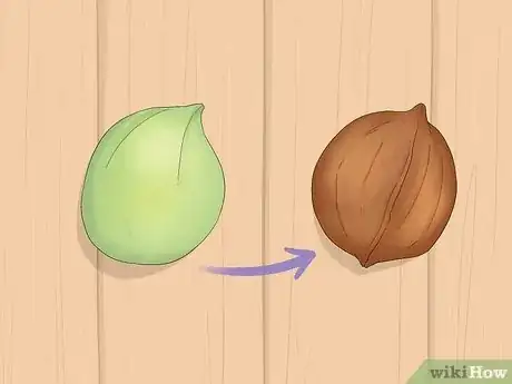 Image titled Identify Hickory Nuts Step 1