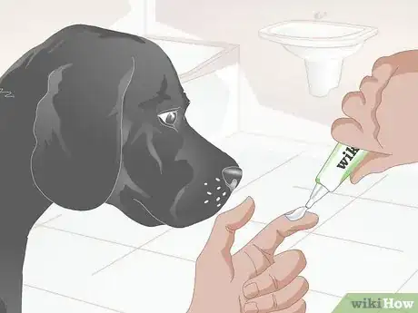 Image titled Clean Your Dog's Teeth Step 5