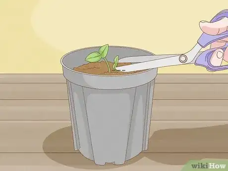 Image titled Grow Eggplants in Pots Step 14