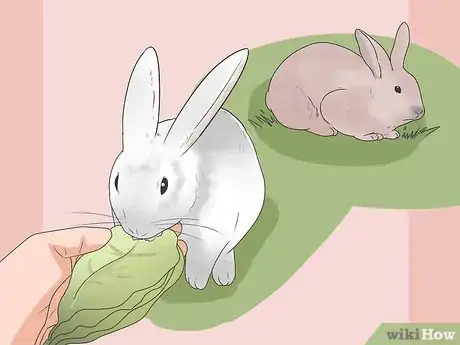 Image titled Feed Your Rabbit the Right Greens Step 5