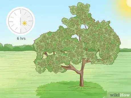 Image titled Grow Cashews Step 4