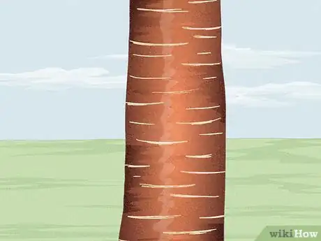 Image titled Identify Different Species of Birch Trees Step 24