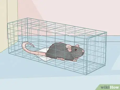 Image titled Get Rid of Mice and Rats Step 1