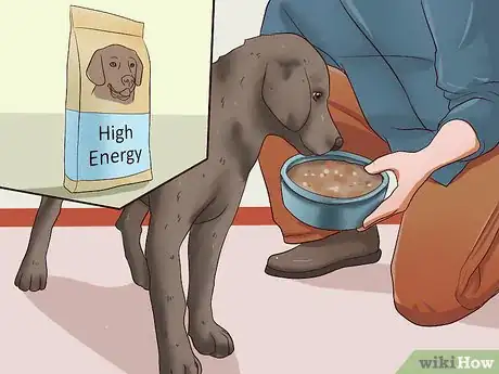 Image titled Fatten Up a Dog Step 10