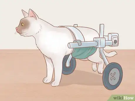 Image titled Help a Cat That Is Dragging Its Rear Legs Step 11